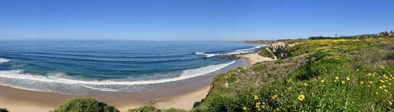 Flores silvestres sobre la playa en Crystal Cove State Park, Newport Coast
